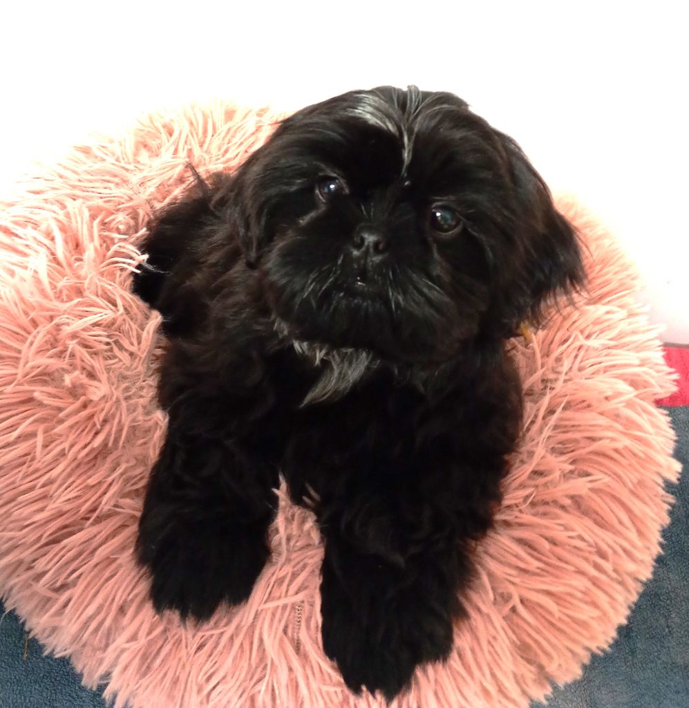 Du Domaine Des Plaines D'Argent - Chiots disponibles - Shih Tzu