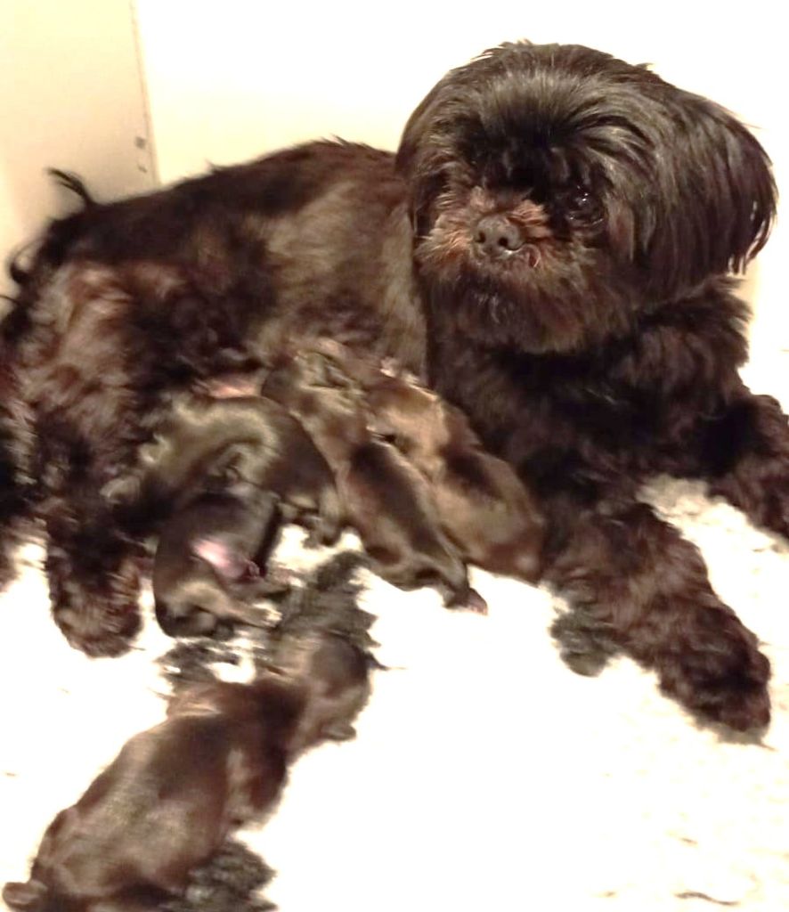 Du Domaine Des Plaines D'Argent - Chiots disponibles - Shih Tzu