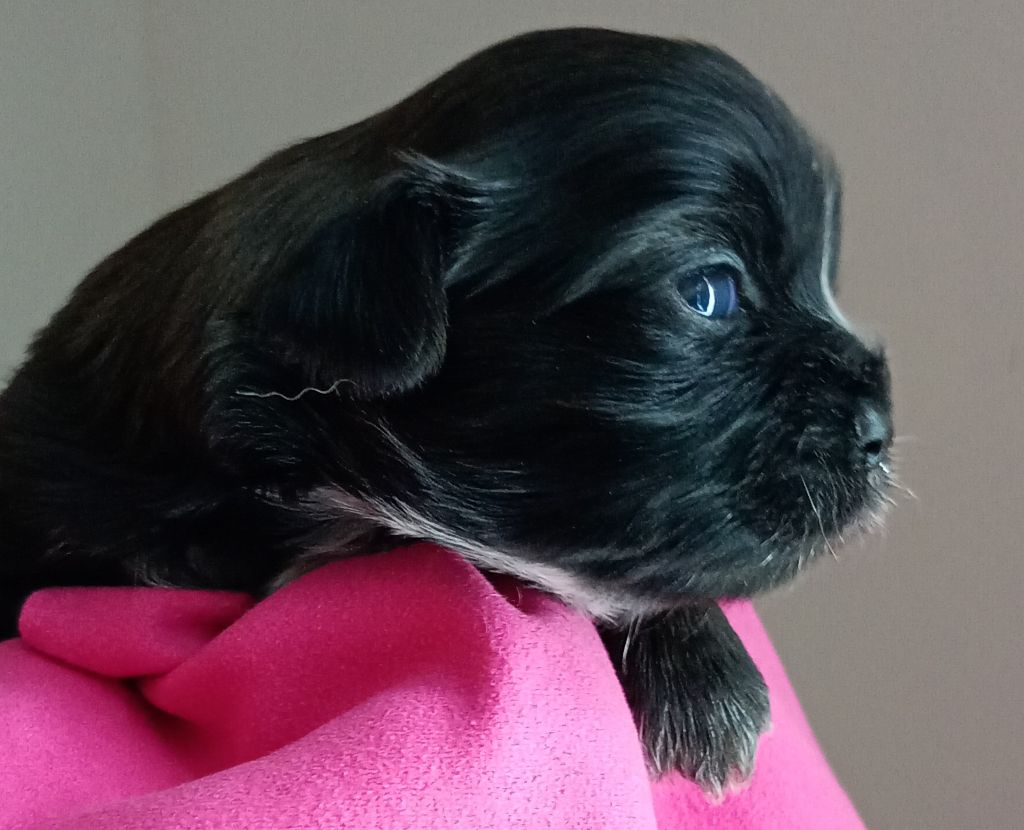 Du Domaine Des Plaines D'Argent - Chiots disponibles - Shih Tzu