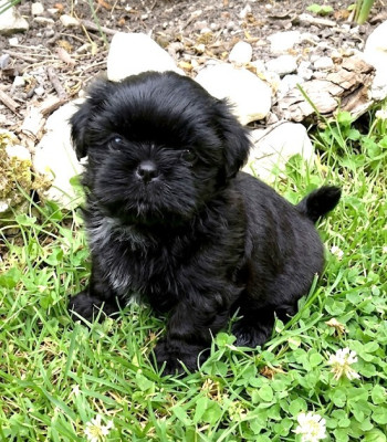 Benji