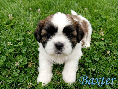 Baxter du domaine des plaines d'argent