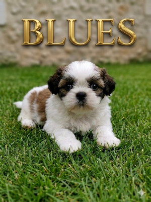 Blues du domaines des plaines d'argent