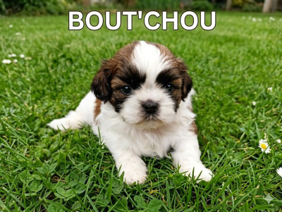 boutchou