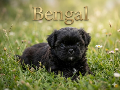Bengal
