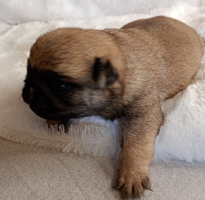 CHIOT 2