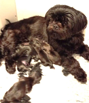 CHIOT 5