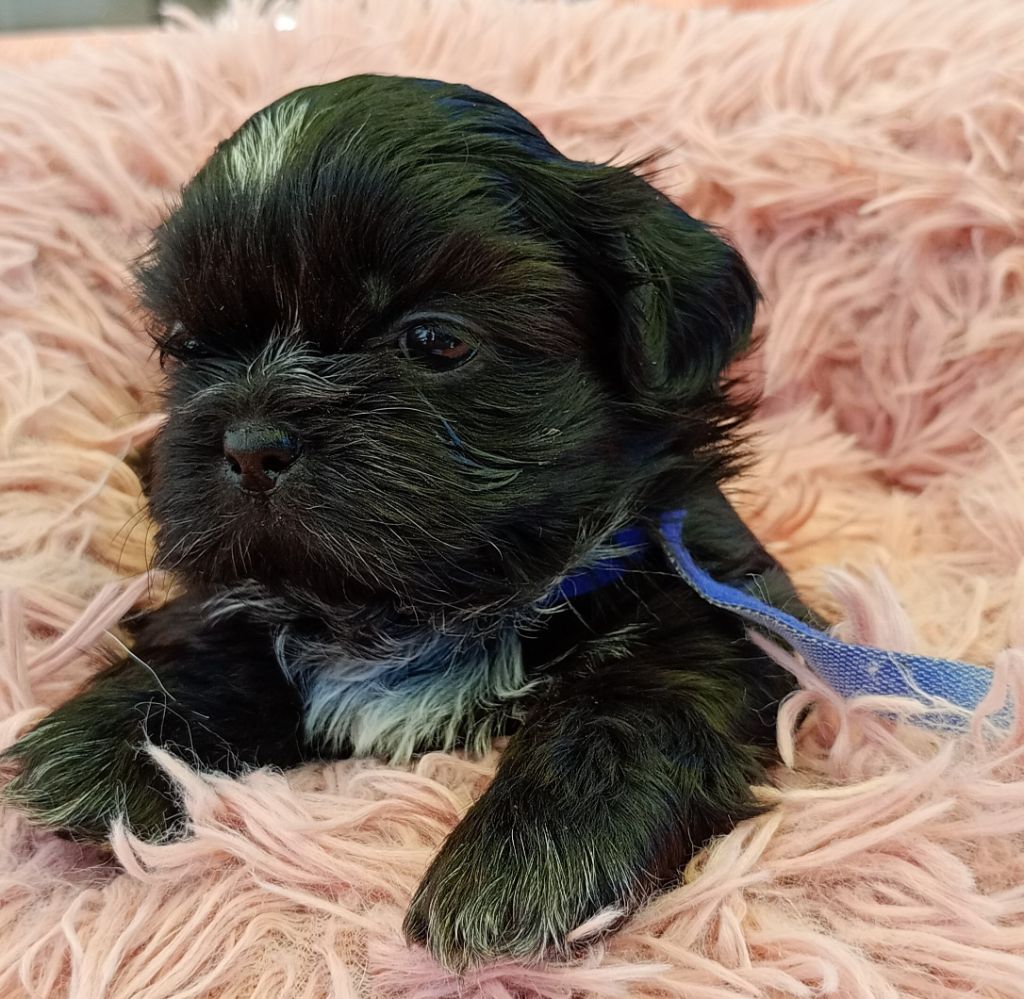 Du Domaine Des Plaines D'Argent - Chiots disponibles - Shih Tzu