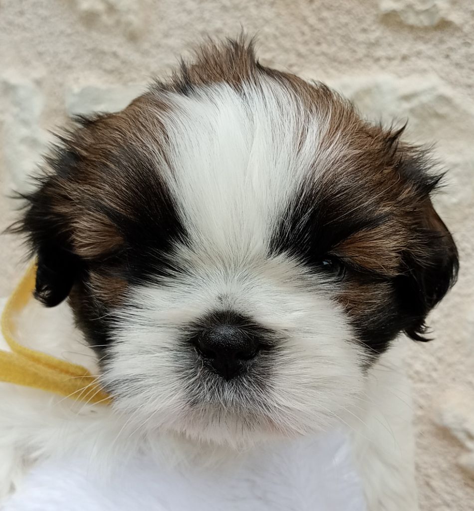 Du Domaine Des Plaines D'Argent - Chiots disponibles - Shih Tzu