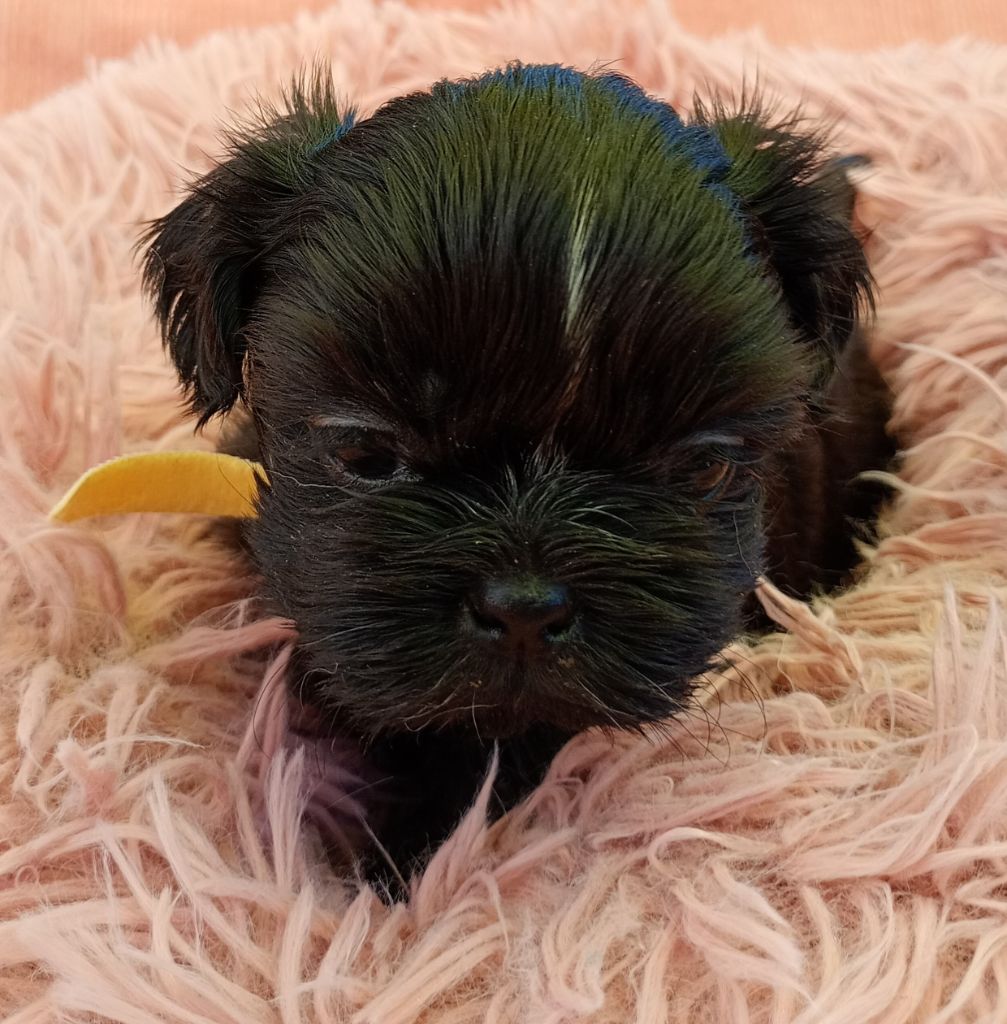 Du Domaine Des Plaines D'Argent - Chiots disponibles - Shih Tzu