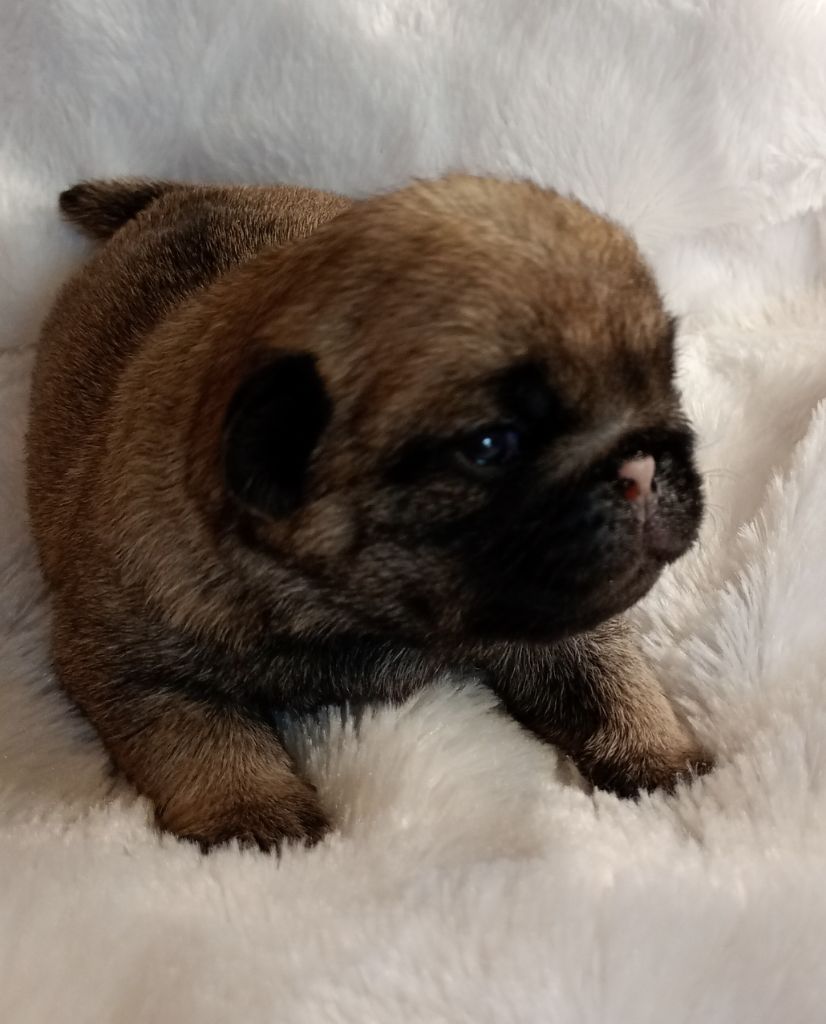 Du Domaine Des Plaines D'Argent - Chiots disponibles - Carlin