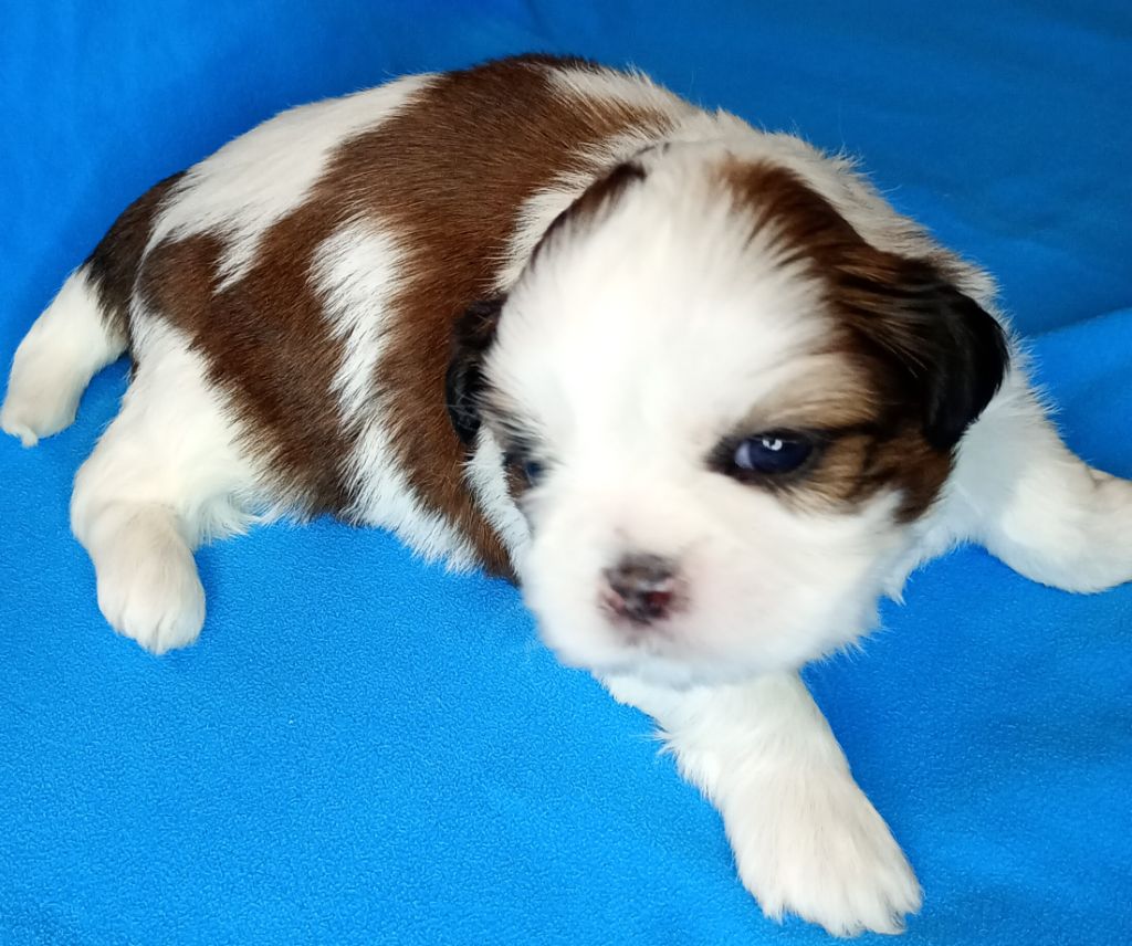 Du Domaine Des Plaines D'Argent - Chiots disponibles - Shih Tzu