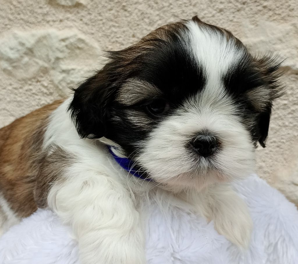 Du Domaine Des Plaines D'Argent - Chiots disponibles - Shih Tzu