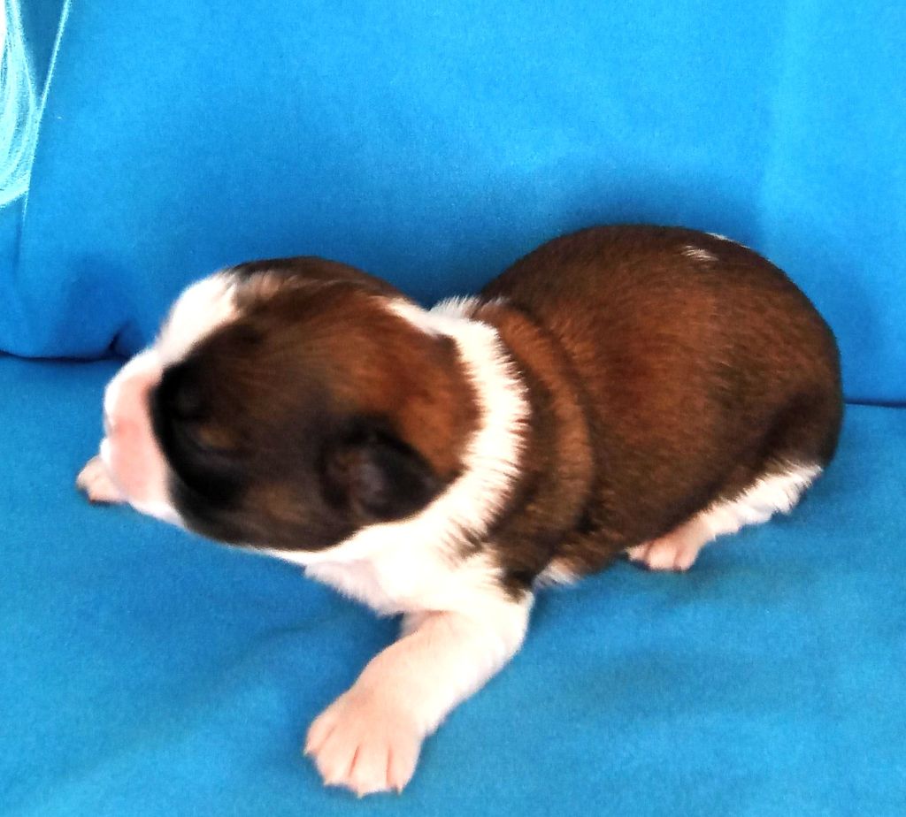 Du Domaine Des Plaines D'Argent - Chiots disponibles - Shih Tzu