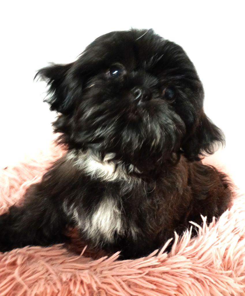 Du Domaine Des Plaines D'Argent - Chiots disponibles - Shih Tzu