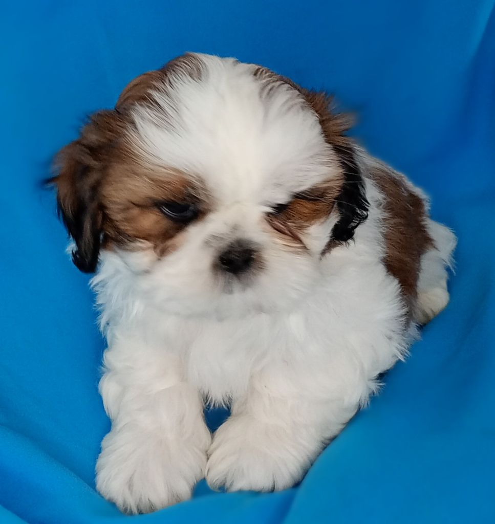 Du Domaine Des Plaines D'Argent - Chiots disponibles - Shih Tzu
