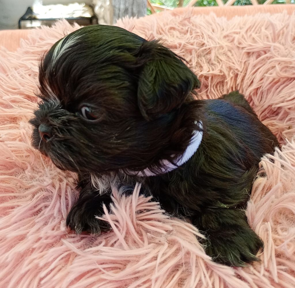 Du Domaine Des Plaines D'Argent - Chiots disponibles - Shih Tzu