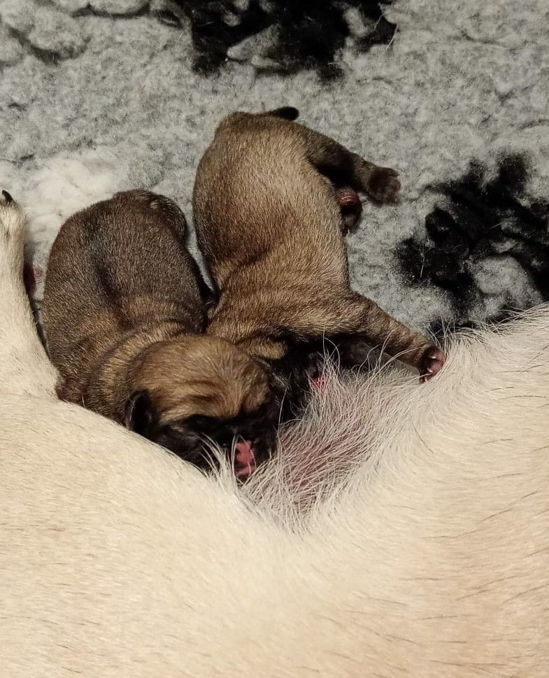 Chiot Carlin Du Domaine Des Plaines D'Argent